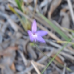 Glossodia major (Wax Lip Orchid) at Aranda, ACT - 25 Sep 2016 by catherine.gilbert