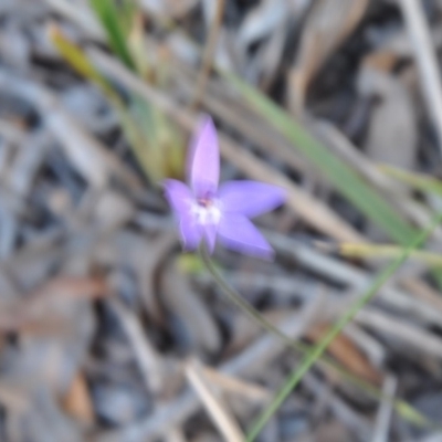 Glossodia major (Wax Lip Orchid) at Aranda, ACT - 25 Sep 2016 by catherine.gilbert