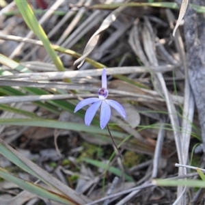 Cyanicula caerulea at Point 4010 - suppressed