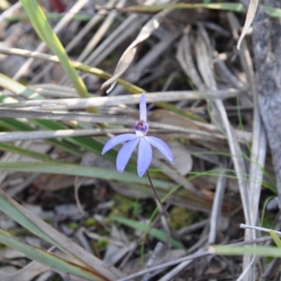 Cyanicula caerulea (Blue Fingers, Blue Fairies) at Aranda, ACT - 25 Sep 2016 by catherine.gilbert