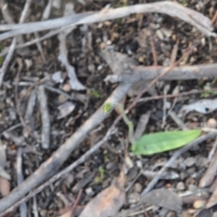 Glossodia major (Wax Lip Orchid) at Aranda, ACT - 25 Sep 2016 by catherine.gilbert