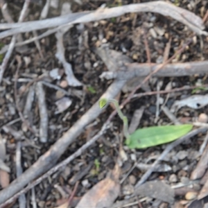 Glossodia major at Point 4010 - suppressed