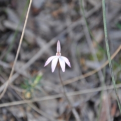 Caladenia fuscata (Dusky Fingers) at Aranda, ACT - 25 Sep 2016 by catherine.gilbert