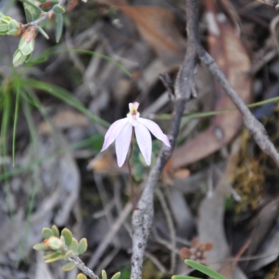 Caladenia fuscata (Dusky Fingers) at Aranda, ACT - 25 Sep 2016 by catherine.gilbert