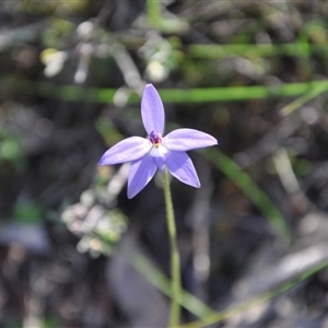 Glossodia major at Point 4010 - suppressed