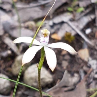 Caladenia ustulata (Brown Caps) at Molonglo Valley, ACT - 12 Oct 2016 by Sheridan.maher