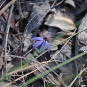 Cyanicula caerulea at Undefined Area - suppressed
