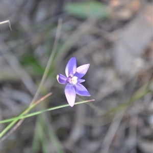 Glossodia major at Point 4010 - suppressed