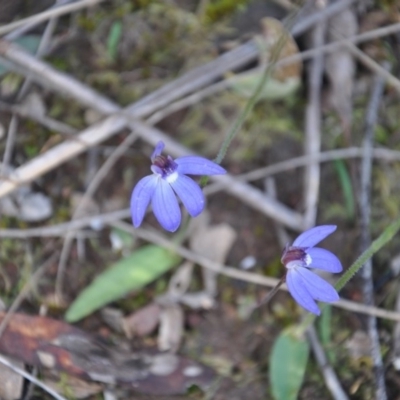 Cyanicula caerulea (Blue Fingers, Blue Fairies) at Aranda, ACT - 25 Sep 2016 by catherine.gilbert