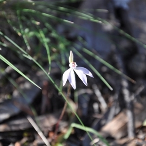 Caladenia fuscata at Point 4010 - suppressed