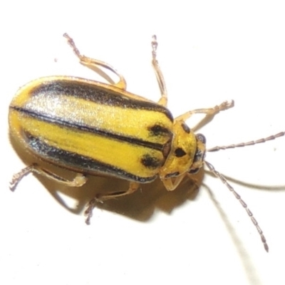Xanthogaleruca luteola (Elm leaf beetle) at Pollinator-friendly garden Conder - 23 Mar 2015 by michaelb