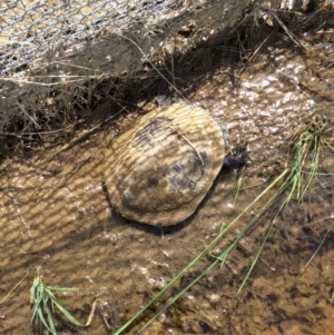 Chelodina longicollis at Gungahlin, ACT - 16 Oct 2016 02:03 PM