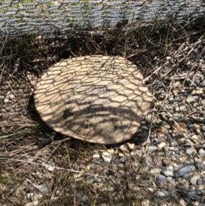 Chelodina longicollis at Gungahlin, ACT - 16 Oct 2016