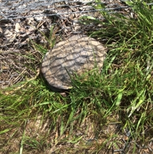 Chelodina longicollis at Gungahlin, ACT - 16 Oct 2016