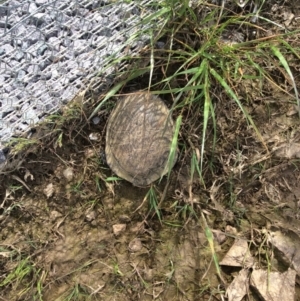 Chelodina longicollis at Gungahlin, ACT - 16 Oct 2016