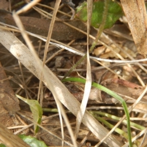 Caladenia fuscata at Undefined Area - suppressed