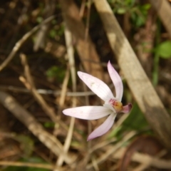 Caladenia fuscata at Undefined Area - suppressed