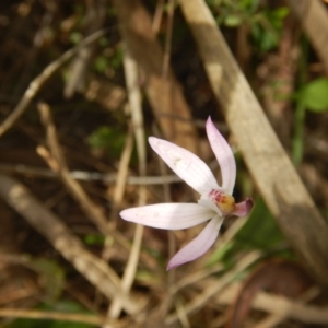 Caladenia fuscata at Undefined Area - suppressed