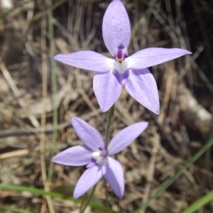 Glossodia major at Undefined Area - suppressed
