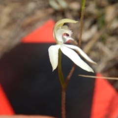 Caladenia ustulata (Brown Caps) at Point 4712 - 16 Oct 2016 by MichaelMulvaney