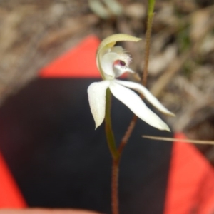 Caladenia ustulata at Point 4712 - suppressed