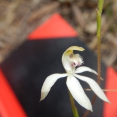 Caladenia ustulata at Point 4712 - suppressed