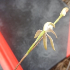 Caladenia ustulata at Point 4712 - suppressed