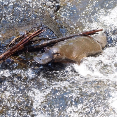 Ornithorhynchus anatinus (Platypus) at Tidbinbilla Nature Reserve - 15 Oct 2016 by David