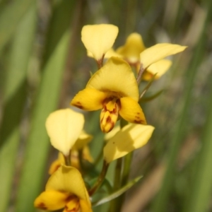 Diuris nigromontana at Undefined Area - suppressed