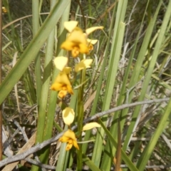 Diuris nigromontana at Undefined Area - suppressed