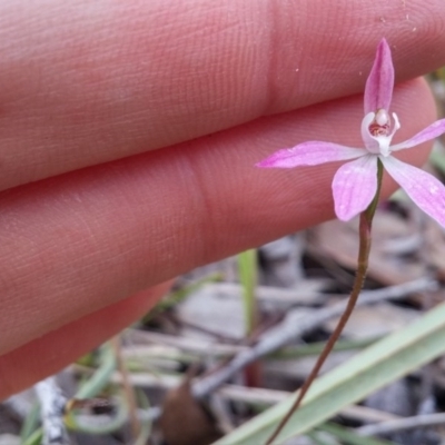 Caladenia fuscata (Dusky Fingers) at Point 5834 - 14 Oct 2016 by NickWilson