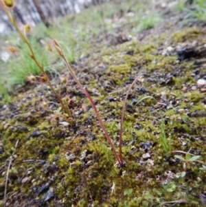 Caladenia sp. at Point 3852 - suppressed