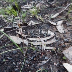 Caladenia sp. at Point 3852 - suppressed