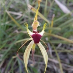 Caladenia atrovespa (Green-comb Spider Orchid) at Point 5834 - 14 Oct 2016 by NickWilson