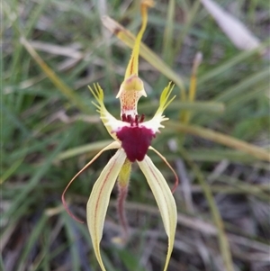 Caladenia atrovespa at Point 5834 - suppressed