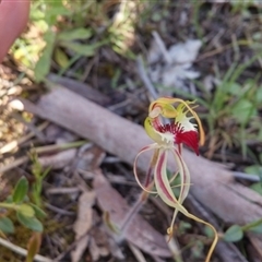 Caladenia atrovespa at Point 5834 - suppressed