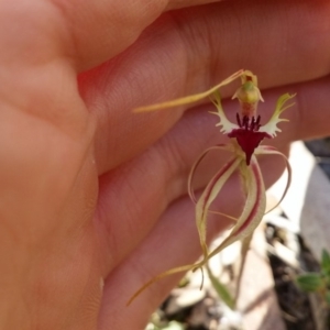 Caladenia atrovespa at Point 5834 - suppressed