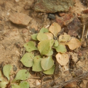 Speculantha rubescens at Undefined Area - suppressed