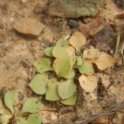 Speculantha rubescens (Blushing Tiny Greenhood) at Point 4712 - 16 Oct 2016 by MichaelMulvaney