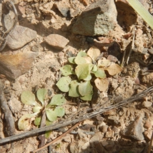 Speculantha rubescens at Point 4712 - suppressed