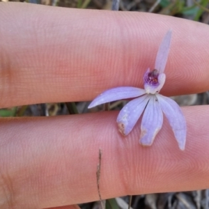 Cyanicula caerulea at Point 5834 - suppressed