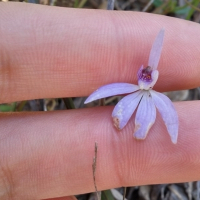 Cyanicula caerulea (Blue Fingers, Blue Fairies) at Point 5834 - 14 Oct 2016 by NickWilson