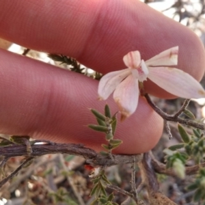 Caladenia fuscata at Point 5834 - suppressed