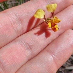 Diuris nigromontana (Black Mountain Leopard Orchid) at O'Connor, ACT - 13 Oct 2016 by NickWilson