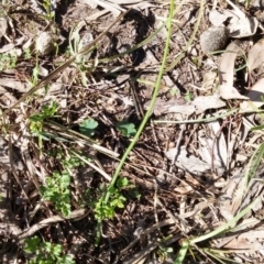 Microtis sp. (Onion Orchid) at Point 5834 - 14 Oct 2016 by NickWilson