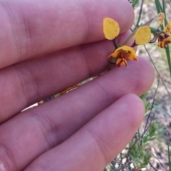 Diuris nigromontana (Black Mountain Leopard Orchid) at Bruce, ACT - 13 Oct 2016 by NickWilson