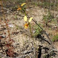 Diuris nigromontana at Point 3852 - suppressed