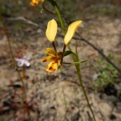 Diuris nigromontana at Point 3852 - suppressed