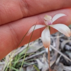 Caladenia ustulata (Brown Caps) at Bruce, ACT - 14 Oct 2016 by NickWilson