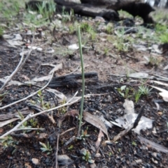 Corunastylis sp. (A Midge Orchid) at Point 3852 - 1 Oct 2016 by CathB